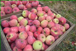 Продажа яблок в Алматы